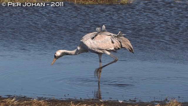 Kurrilo arrunta - ML201047681