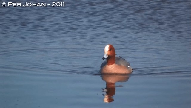 Canard siffleur - ML201047691