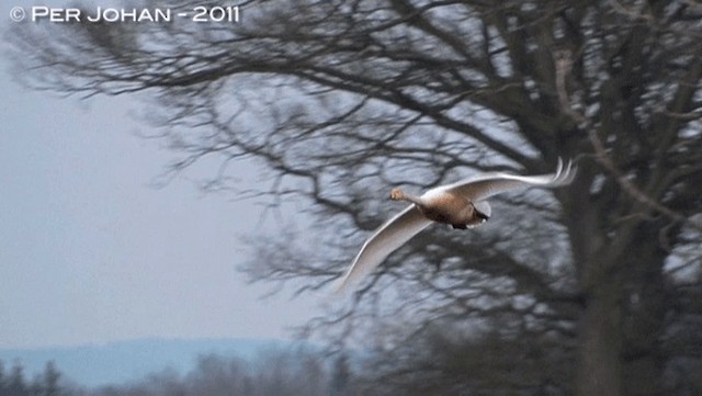 Cygne chanteur - ML201047711