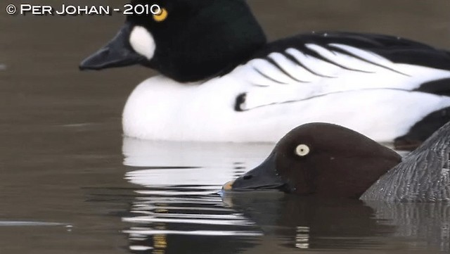 Common Goldeneye - ML201047731