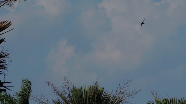 Antillean Palm Swift - ML201047871