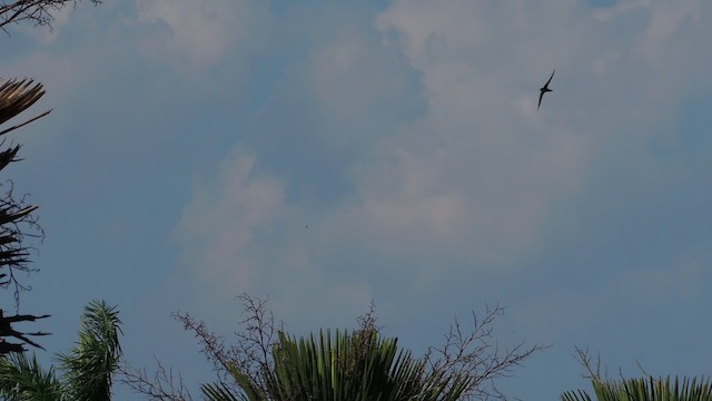 Antillean Palm Swift - ML201047871