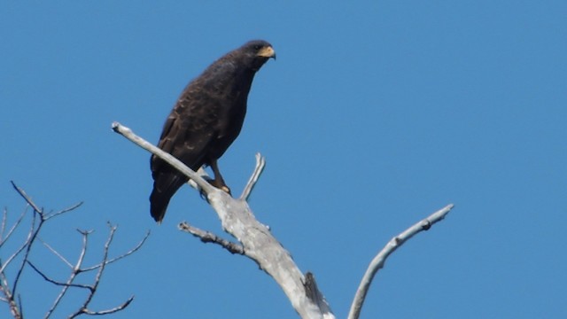 Cuban Black Hawk - ML201047891