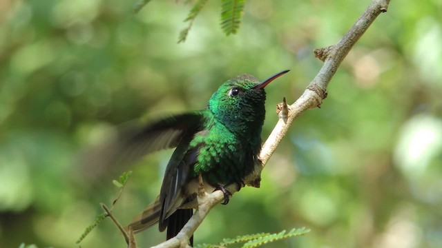 Kubasmaragdkolibri - ML201047911