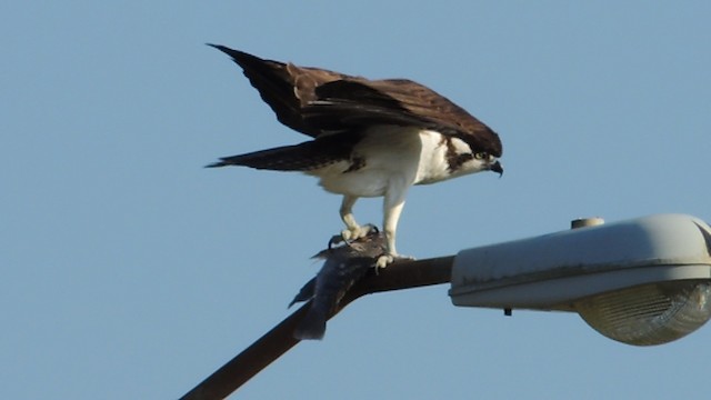 Osprey - ML201047941