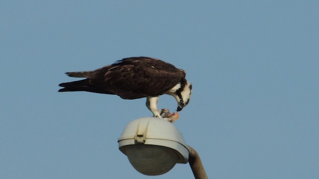 Загасч явлаг - ML201047951