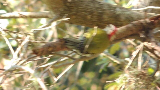 Cuban Green Woodpecker - ML201047961