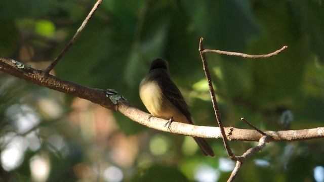 Cuban Pewee - ML201047971