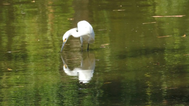 Snowy Egret - ML201047981