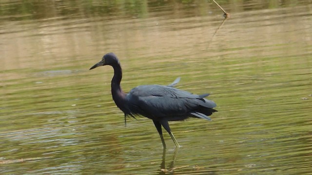 Little Blue Heron - ML201047991