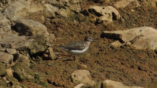 Spotted Sandpiper - ML201048001