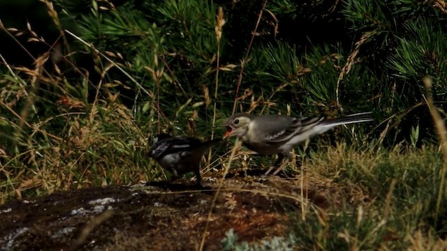 Ak Kuyruksallayan - ML201048181