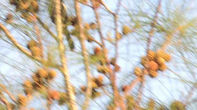 Cuban Bullfinch - ML201048191