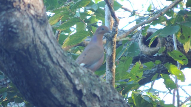 Zenaida Dove - ML201048201