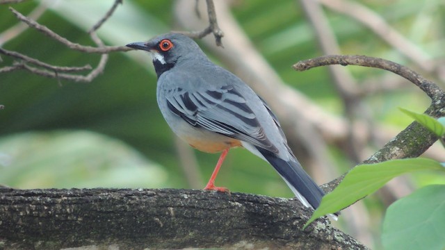 Western Red-legged Thrush (Rusty-bellied) - ML201048231