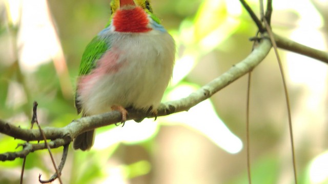 Cuban Tody - ML201048301