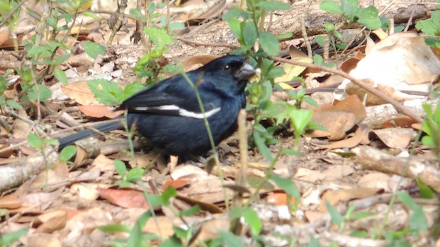 Cuban Bullfinch - ML201048311