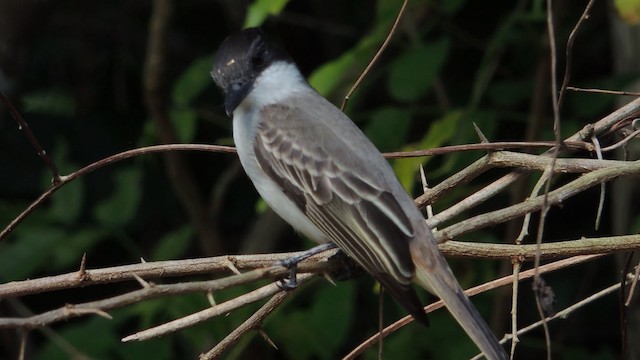 Tyran tête-police (groupe caudifasciatus) - ML201048351