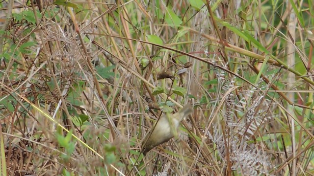 Yellow-faced Grassquit - ML201048371