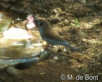 Red-cheeked Cordonbleu - ML201048461