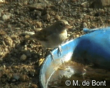 Yellow-spotted Bush Sparrow - ML201048471