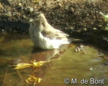 Moineau à point jaune - ML201048481