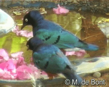 Superb Starling - ML201048501