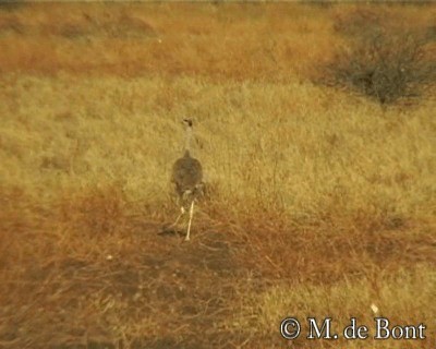 Arabian Bustard - ML201048561