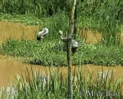 Gray Crowned-Crane - ML201048571