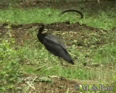 Abdim's Stork - ML201048601