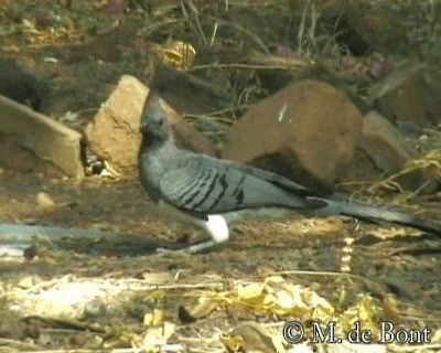White-bellied Go-away-bird - ML201048611