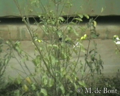 konipas bílý (ssp. alba/dukhunensis) - ML201048641