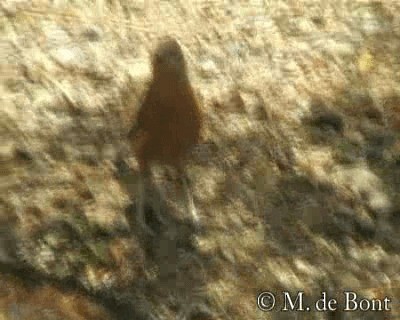 Rufous Chatterer - ML201048661