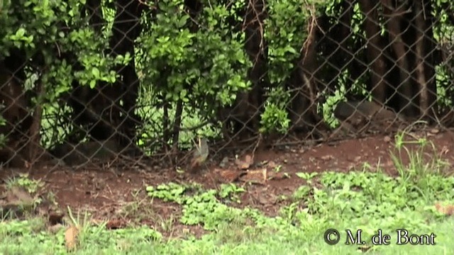 Cape Robin-Chat - ML201048721