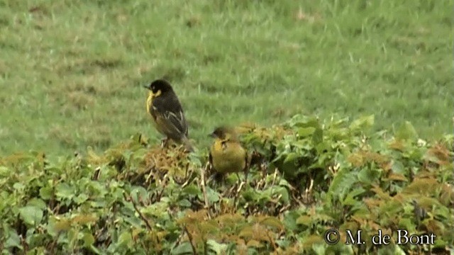 Baglafecht Weaver (Reichenow's) - ML201048821