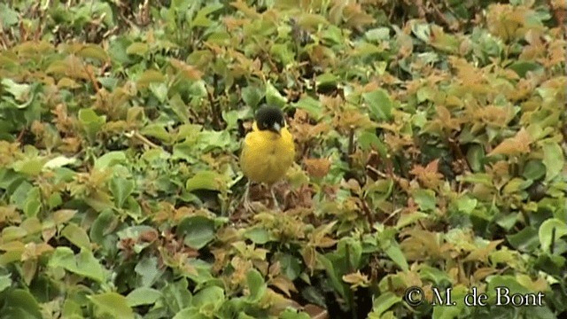 Baglafecht Weaver (Reichenow's) - ML201048831