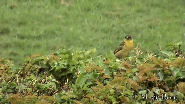 ミミグロハタオリ（reichenowi） - ML201048841