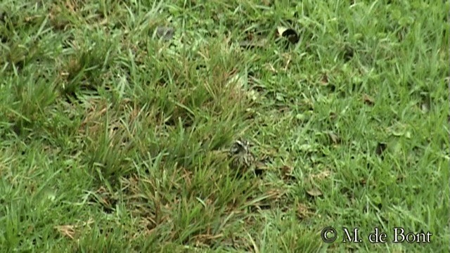 Streaky Seedeater - ML201048871