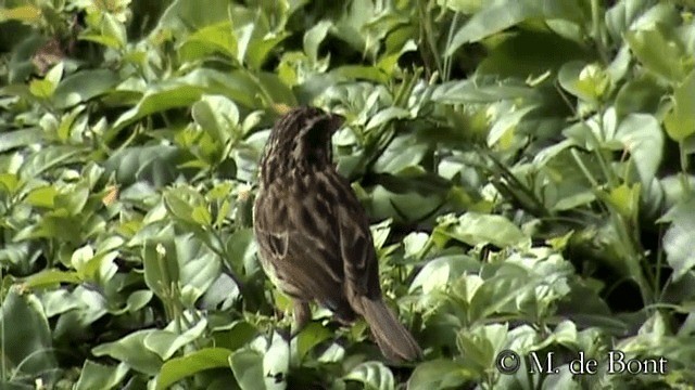 Streaky Seedeater - ML201048881