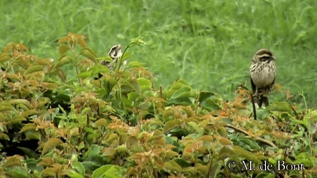 Streaky Seedeater - ML201048891