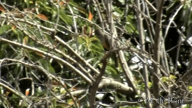 Zorzal Abisinio (grupo abyssinicus) - ML201048901