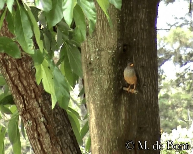 ワキアカオリーブツグミ（abyssinicus グループ） - ML201048911