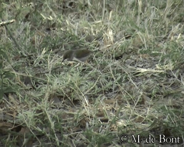 Green-backed Camaroptera (Gray-backed) - ML201048981