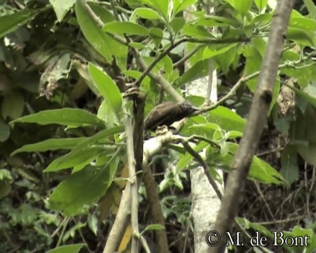 Trauerbartvogel (cinereiceps) - ML201049011