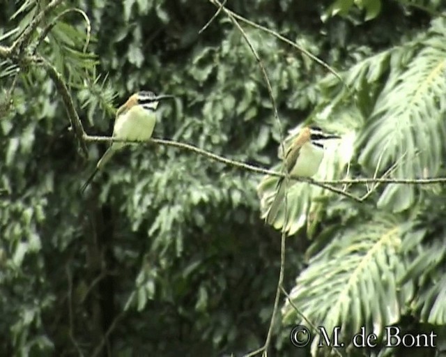 White-throated Bee-eater - ML201049061