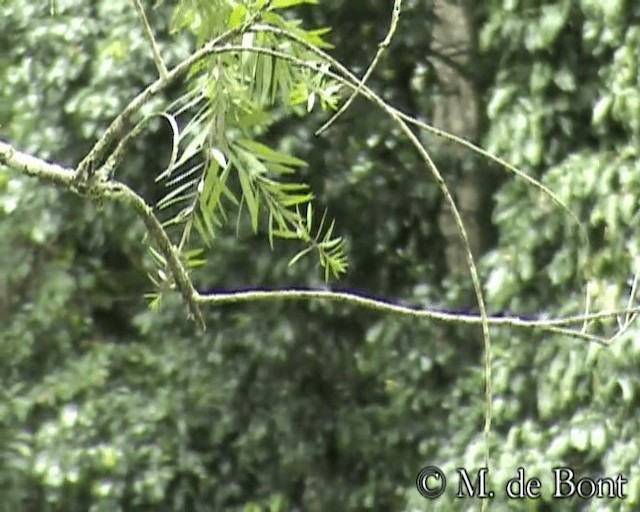 White-throated Bee-eater - ML201049071