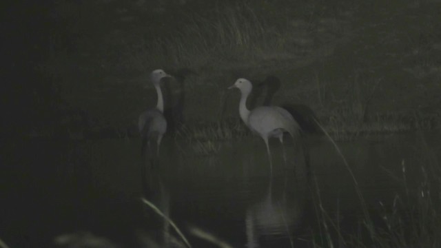 Blue Crane - ML201049131