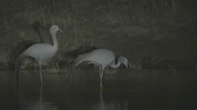 Blue Crane - ML201049141