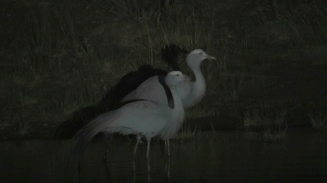 Blue Crane - ML201049151