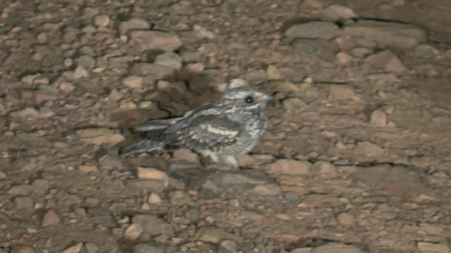 Fiery-necked Nightjar - ML201049171